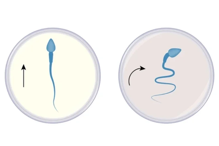 Low Sperm Count