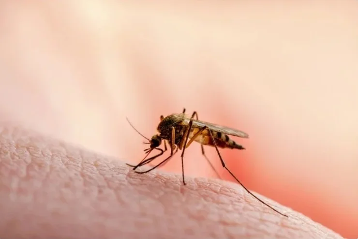 Malaria-------13